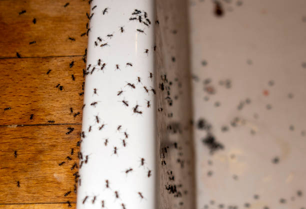 Best Rat Extermination Near Me  in Roosevelt Gardens, FL