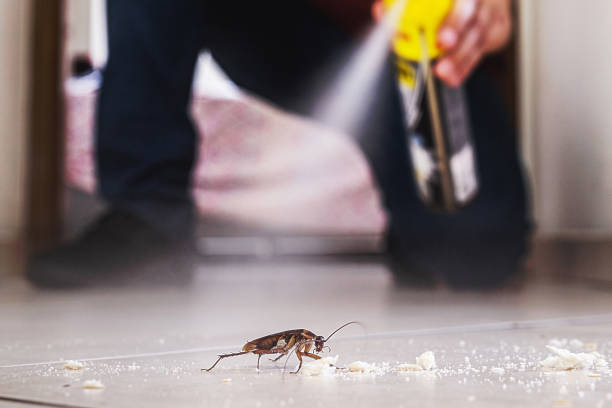 Best Mosquito Control Services  in Roosevelt Gardens, FL